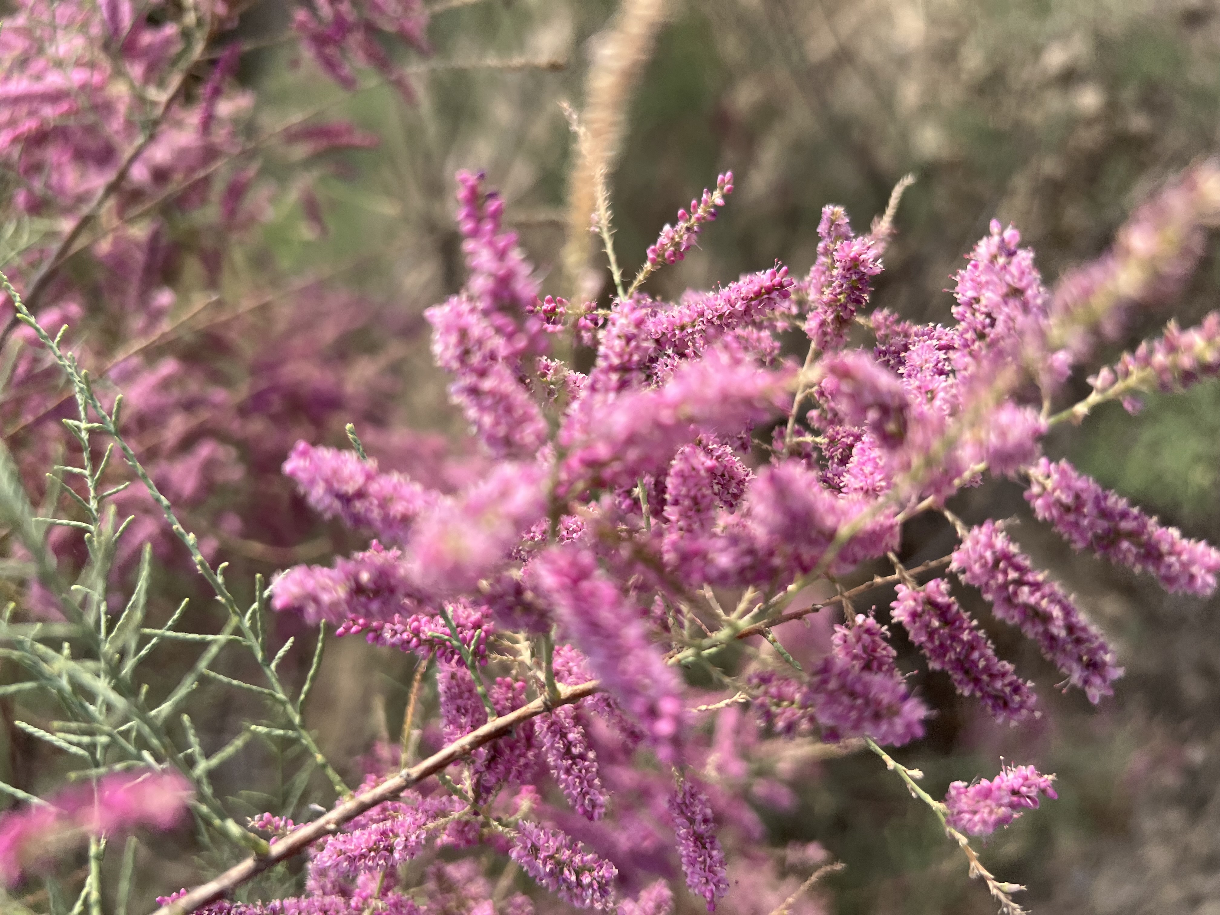 IMG_2135.jpeg