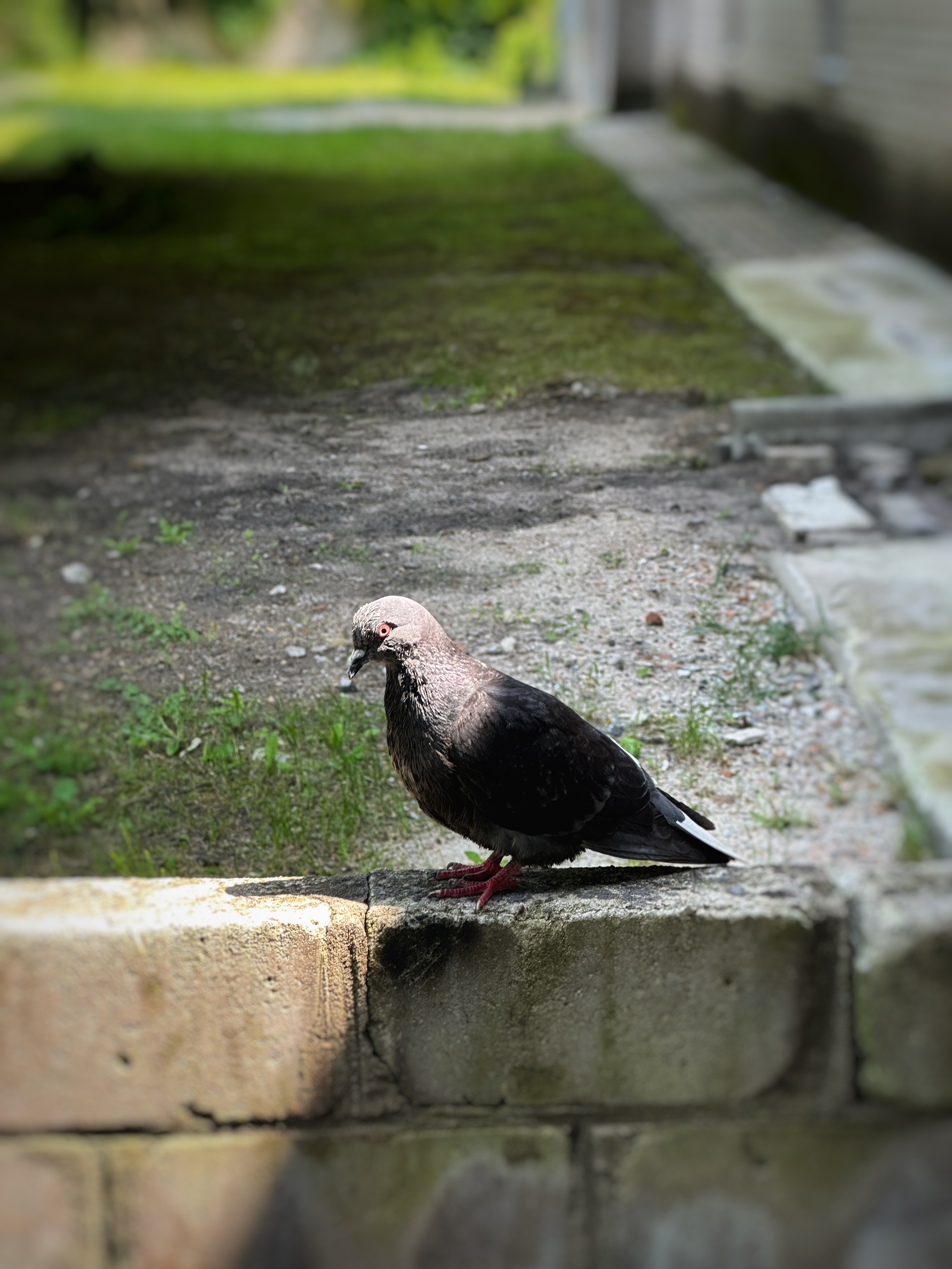 IMG_1261.jpeg