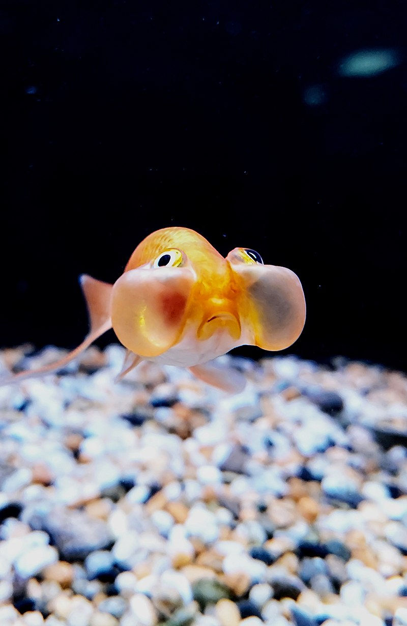 A_Bubble_Eye_Goldfish (1).jpg