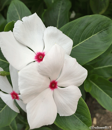 Catharanthus-blanca.png