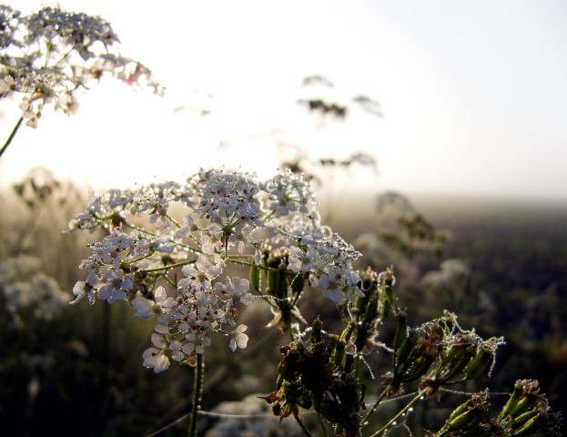 Sunrise flowers Playfulfoodie