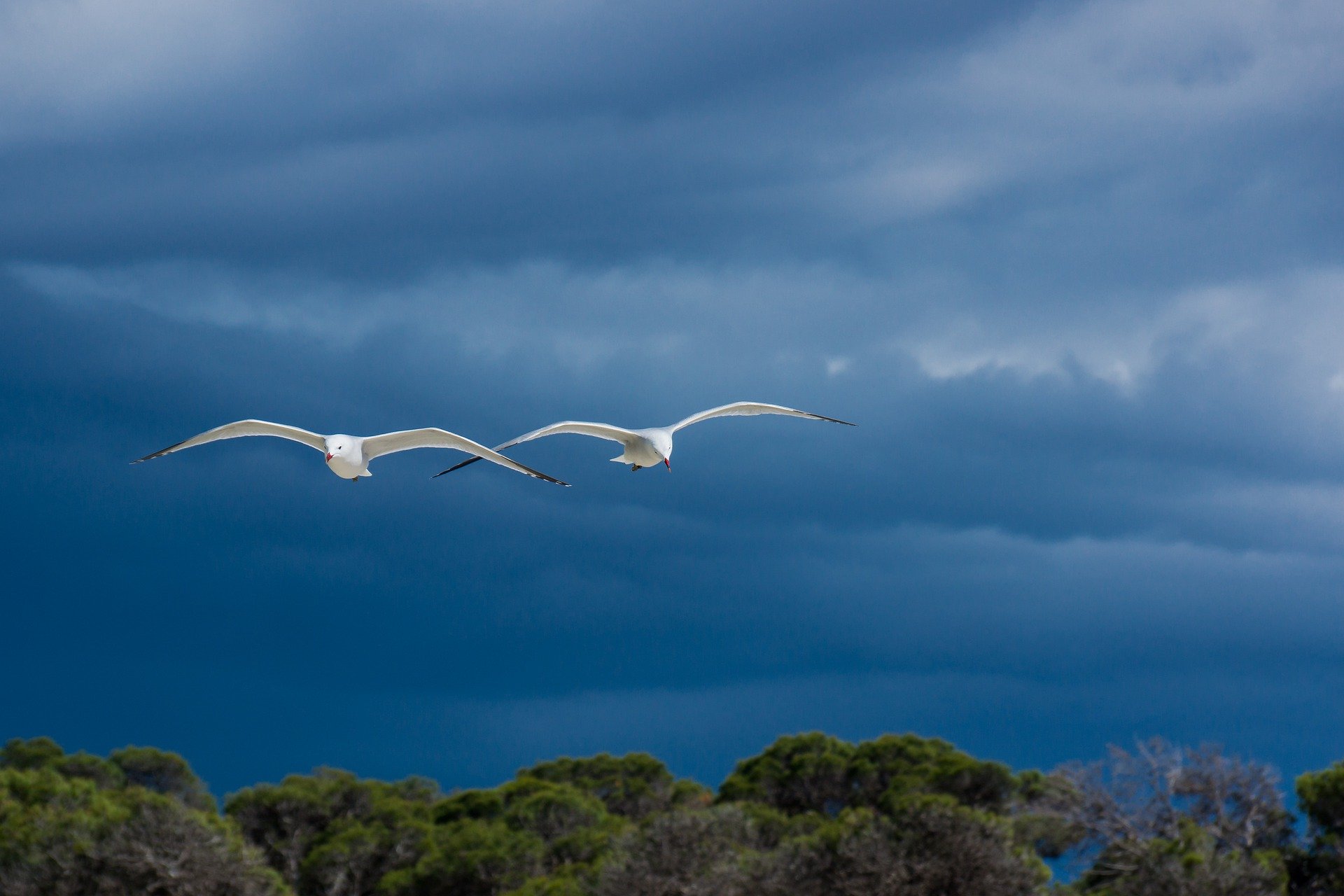 seagulls-6309501_1920.jpg