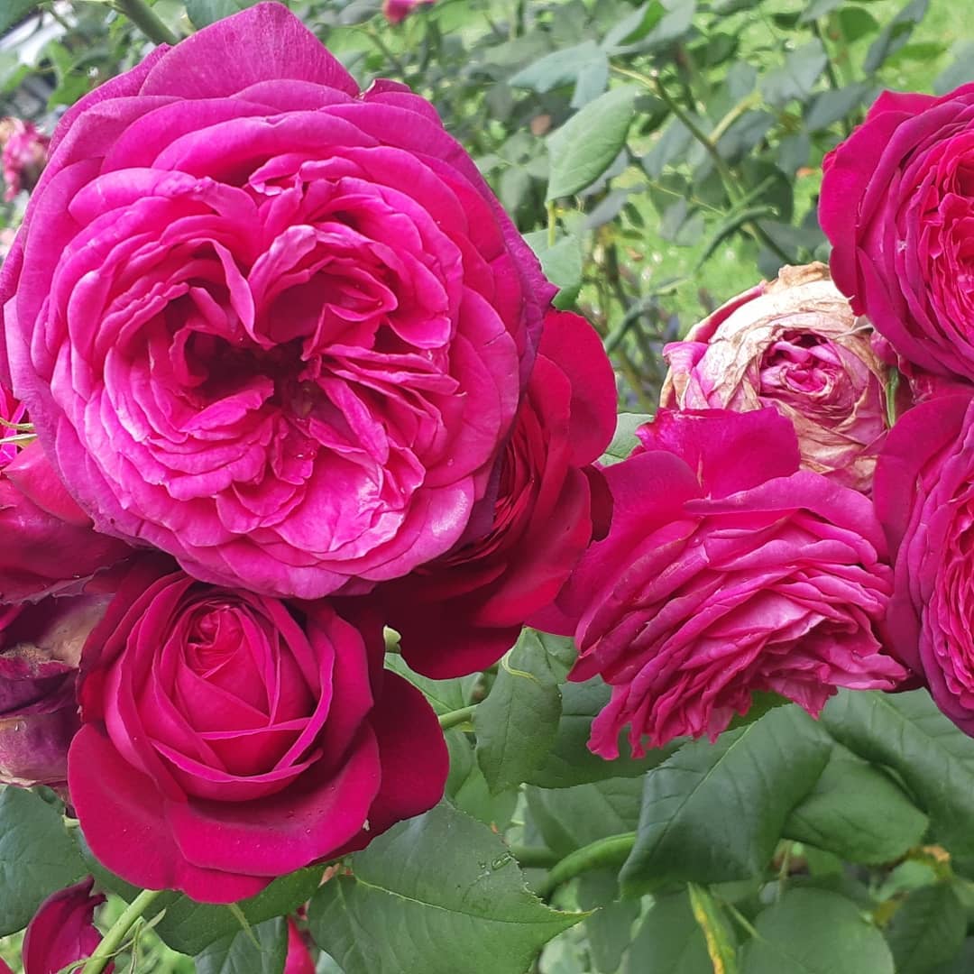 Rosas.jpg