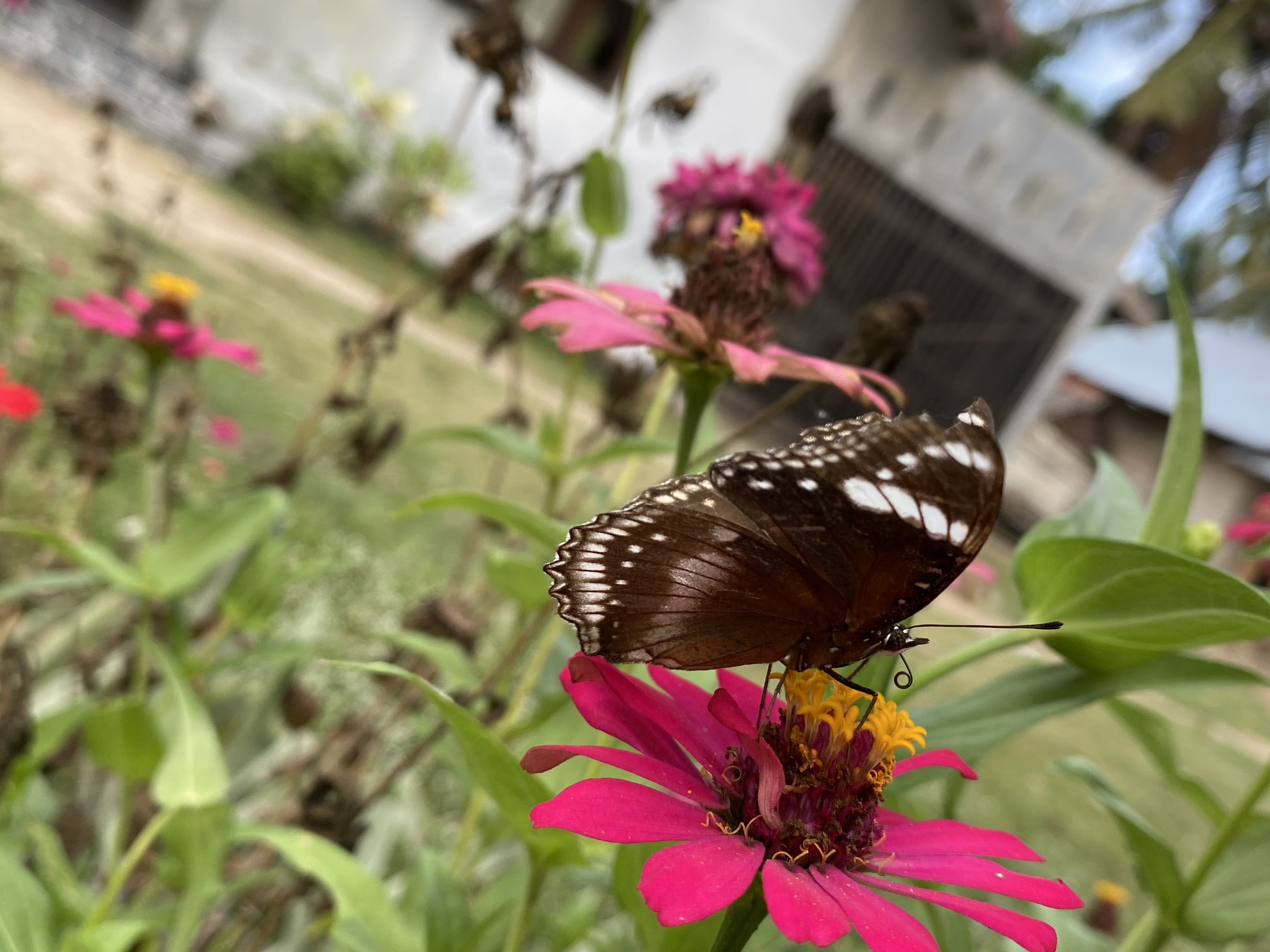 IMG_3847.jpeg