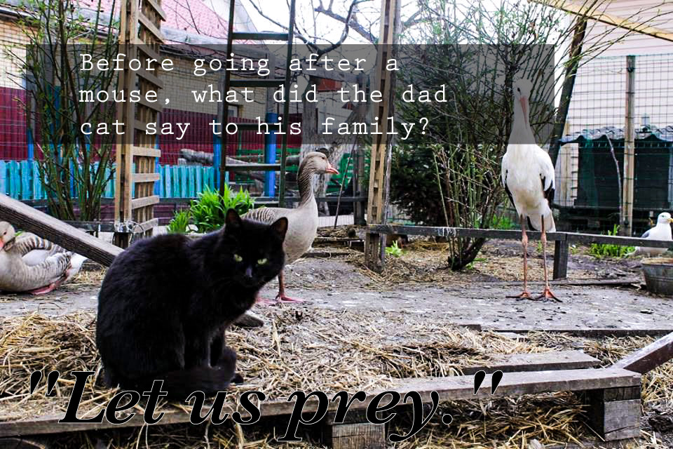 DD70A625-B003-4AF8-A2F0-52520E493BC8.jpeg