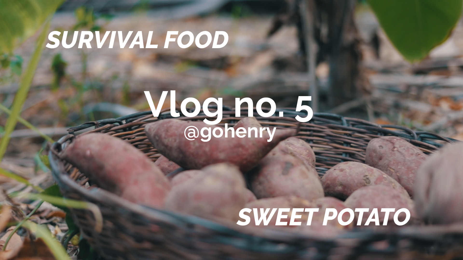 @gohenry sweet potato survival food.png