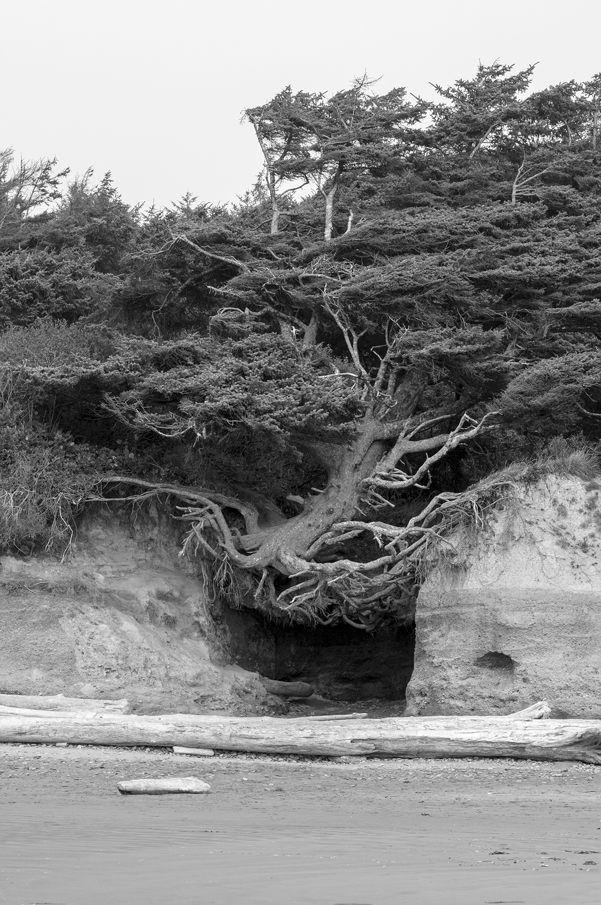Beach tree s.jpg