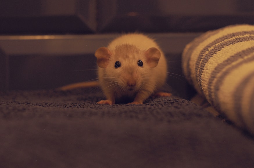 photo-1582573147292-a6791a1801be.jpeg