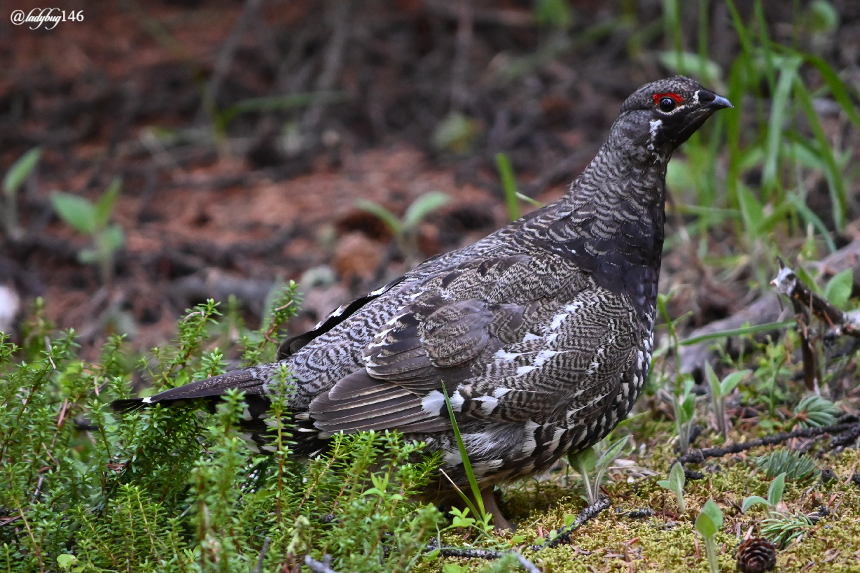 grouse (1).jpg