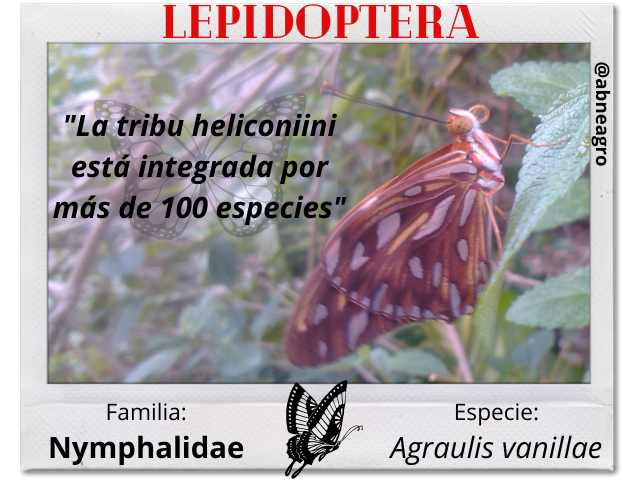 Lepidoptera 1 español.png