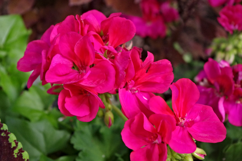 https://images.hive.blog/DQmWQ2VphCTpSfyKbJuEgrgFbrppG3Lr6Jq3MxjsmTqMmr9/g%201geranium%20flowers%20sunscape.jpg