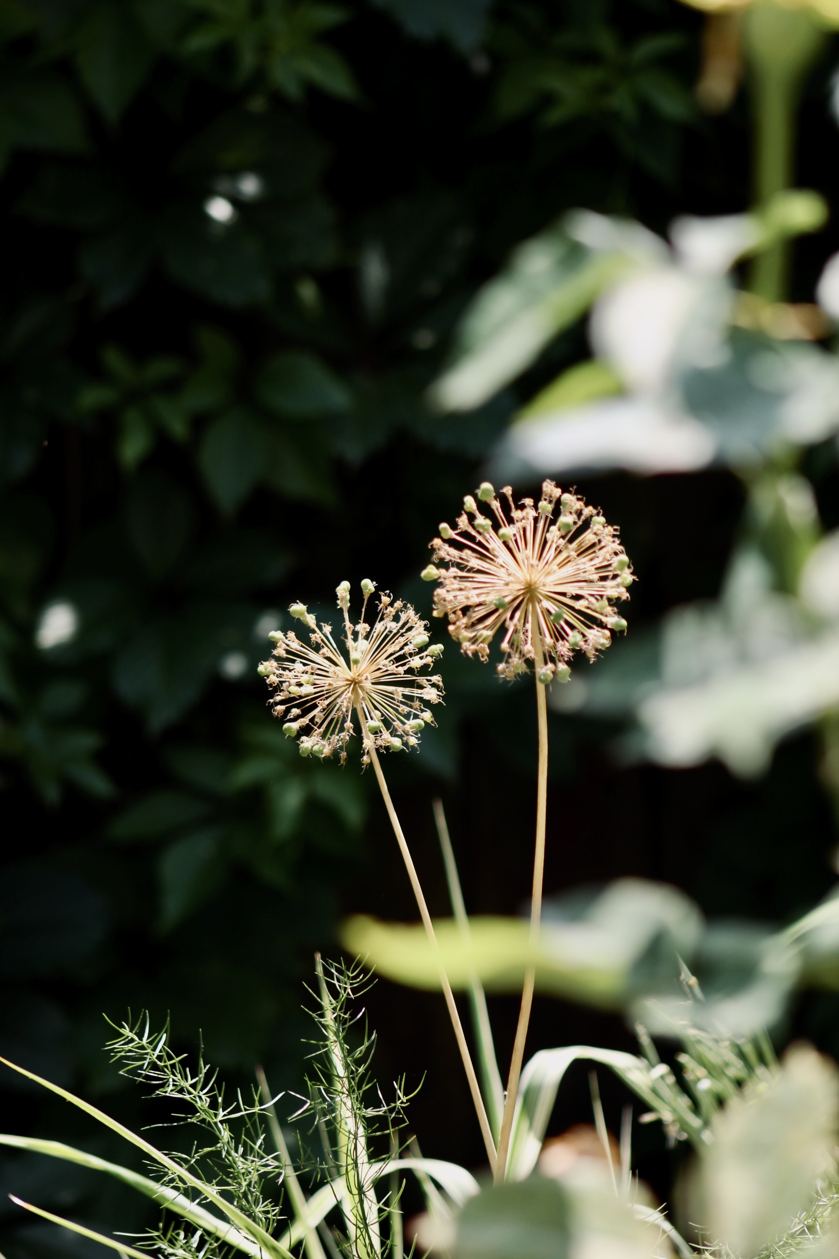 IMG_6560.jpeg