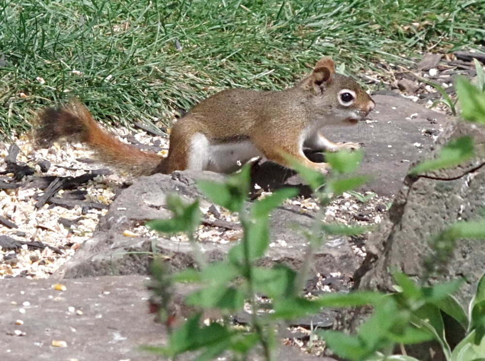 squirrel-1.jpg