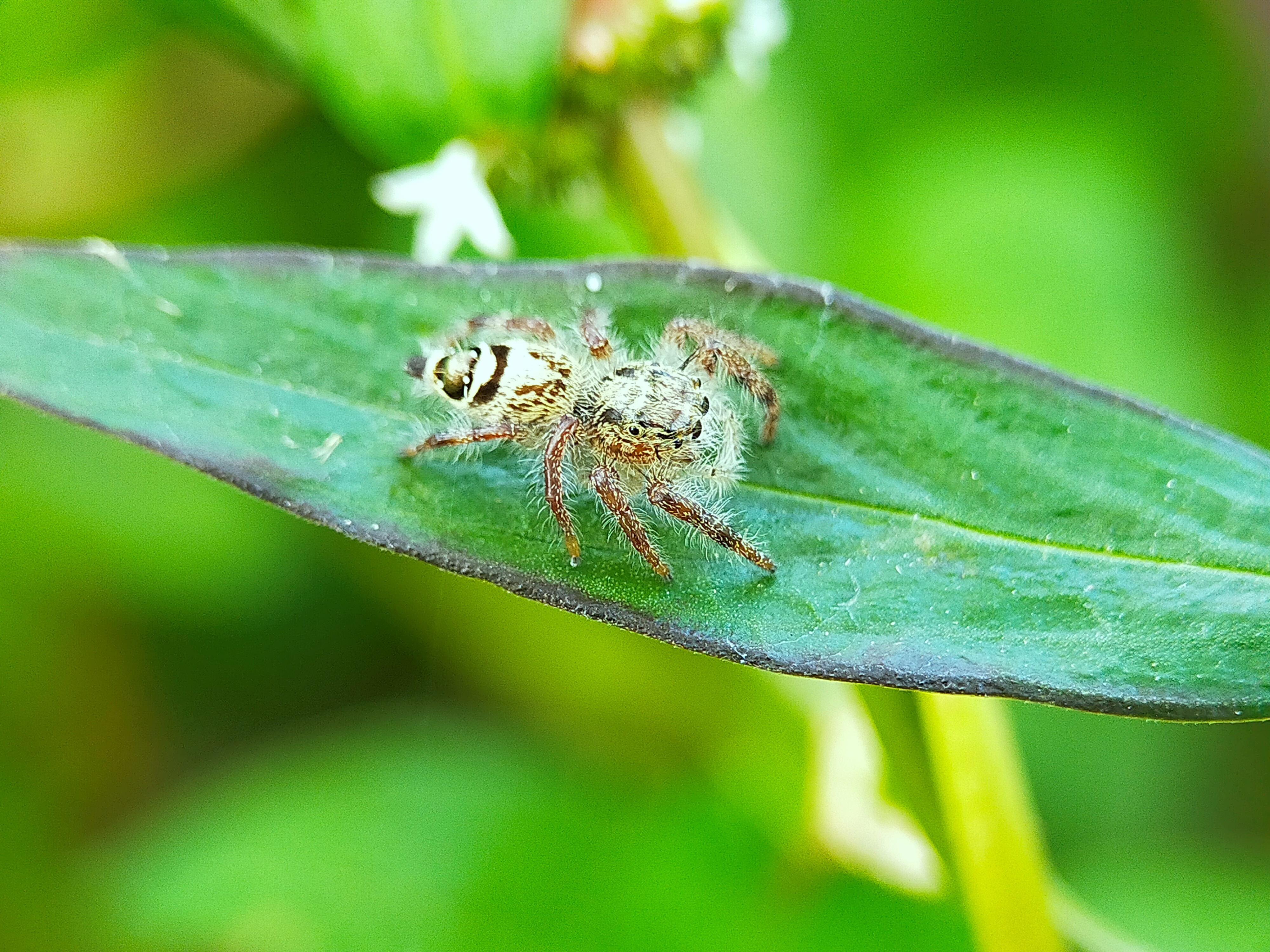 Jumping Spider (20).jpg