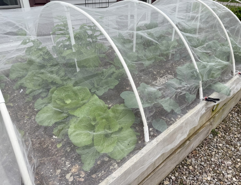 hivegarden-cabbage-bed.jpg