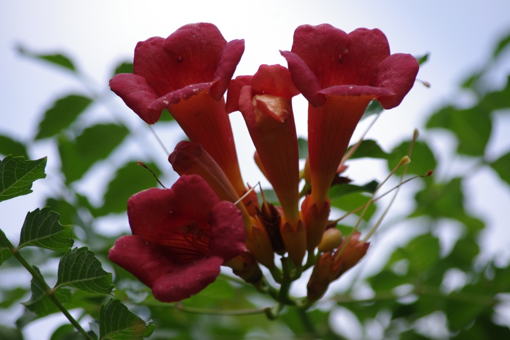 https://images.hive.blog/DQmWSCyssWYFHgECmNYhMeHMpMoBEb6Sp5nW4pbVXhKucxR/photography-flowers-trumpet-vine.jpg