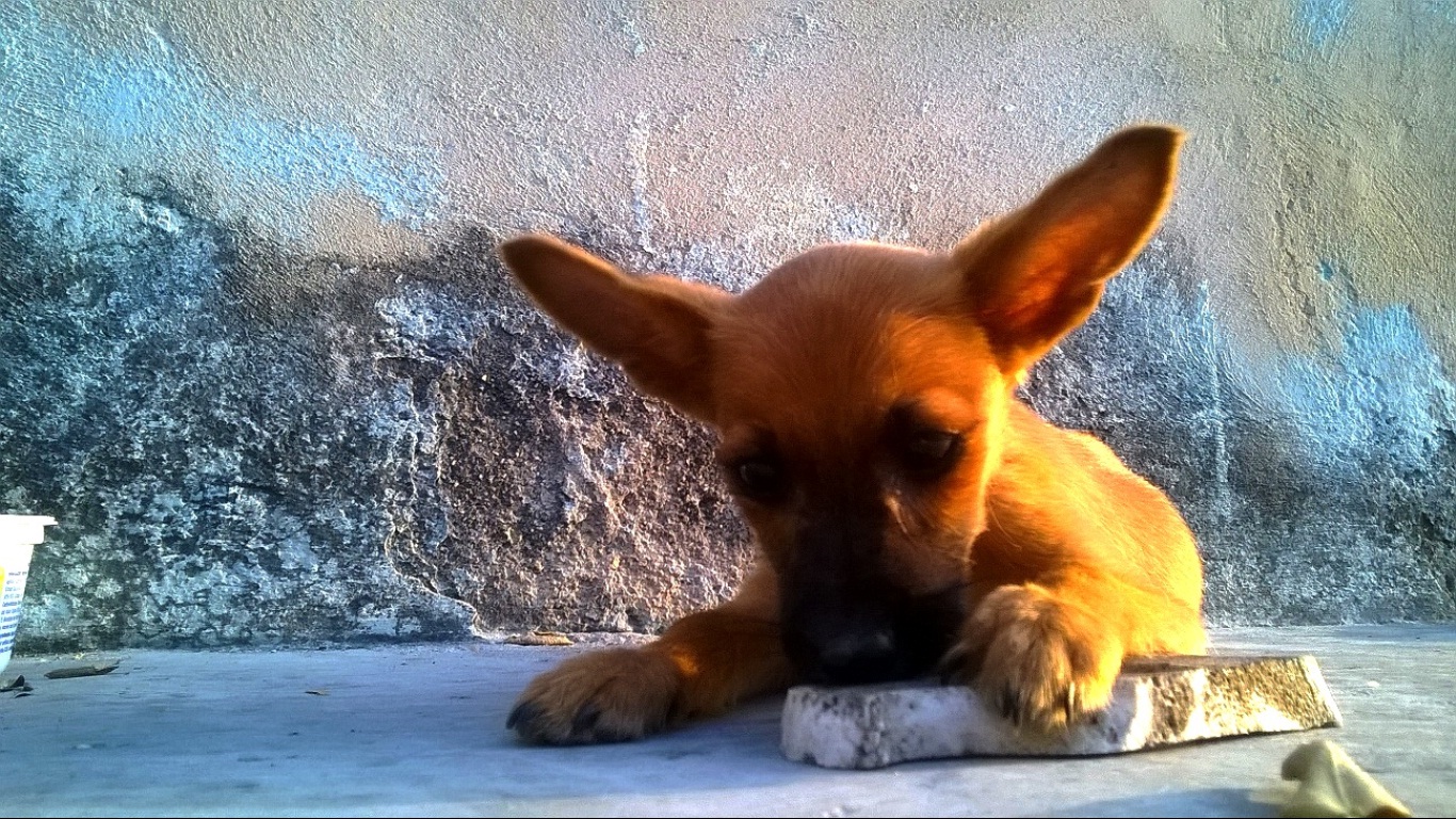 02-Mascota.jpg