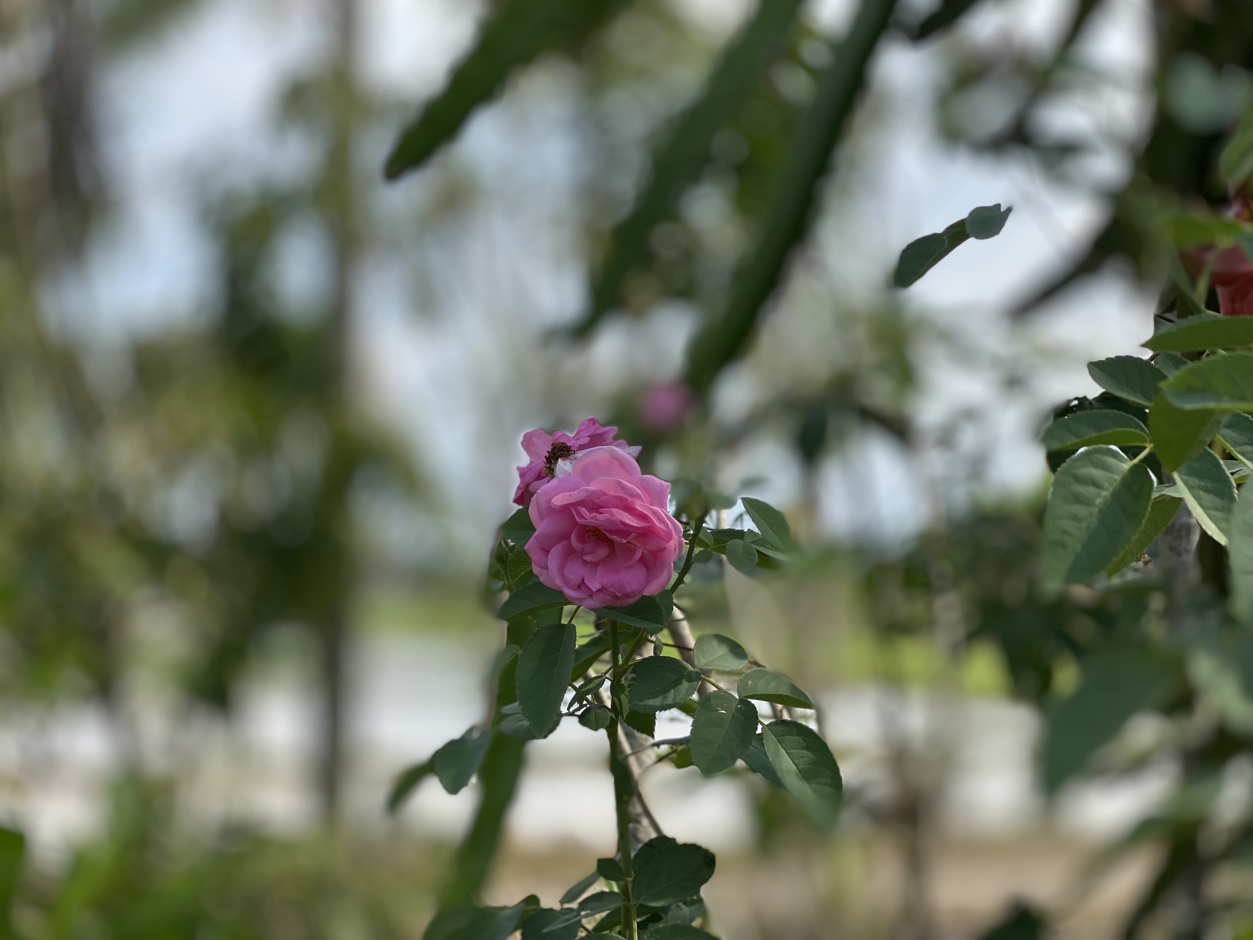 IMG_3567.jpeg