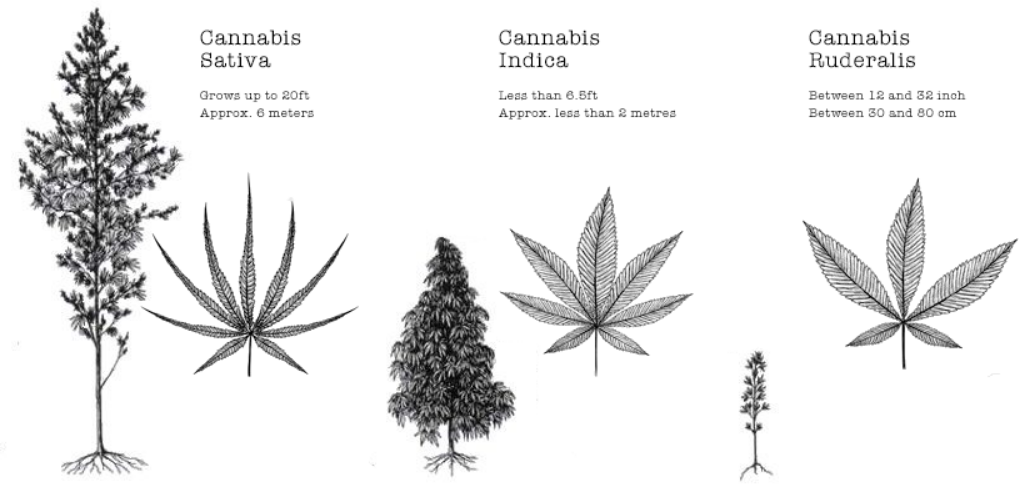 cannabis_indica_sativa_ruderalis.png