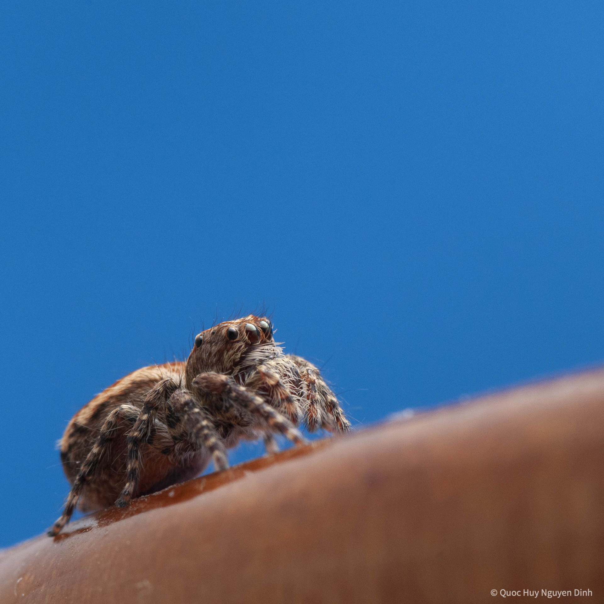 Jumping Spider - Servaea Villosa-07.jpg