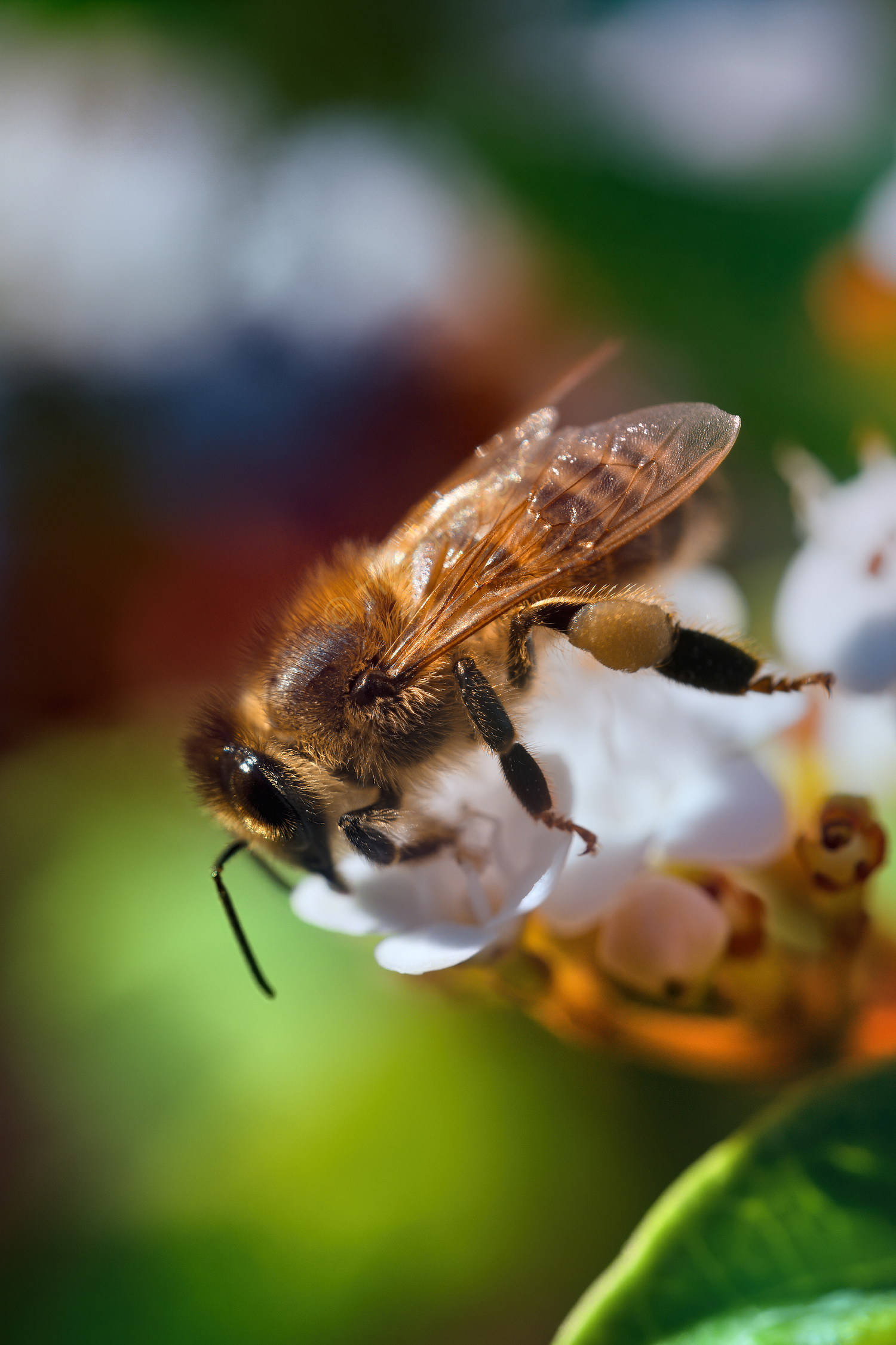 20200801 Bee on flower 02 HS Social.jpg