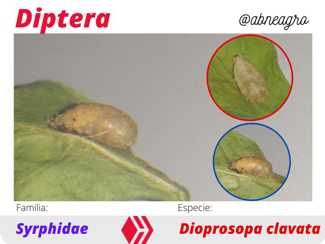 @abneagro(8).png