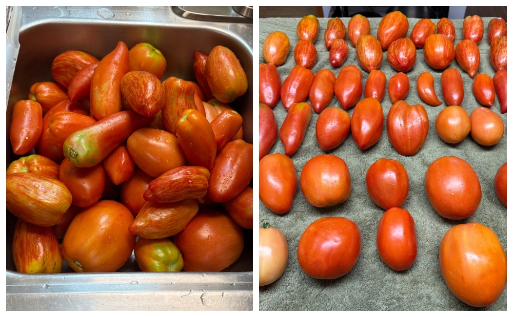 hivegarden-tomato-roasting-1.jpg