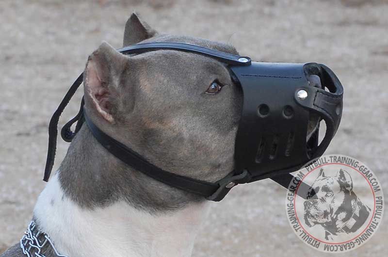 Pitbull-muzzle-made-of-leather-with-adjustable-straps-big.jpg