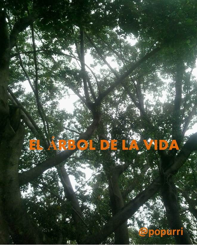 el arbol de la vida .jpg