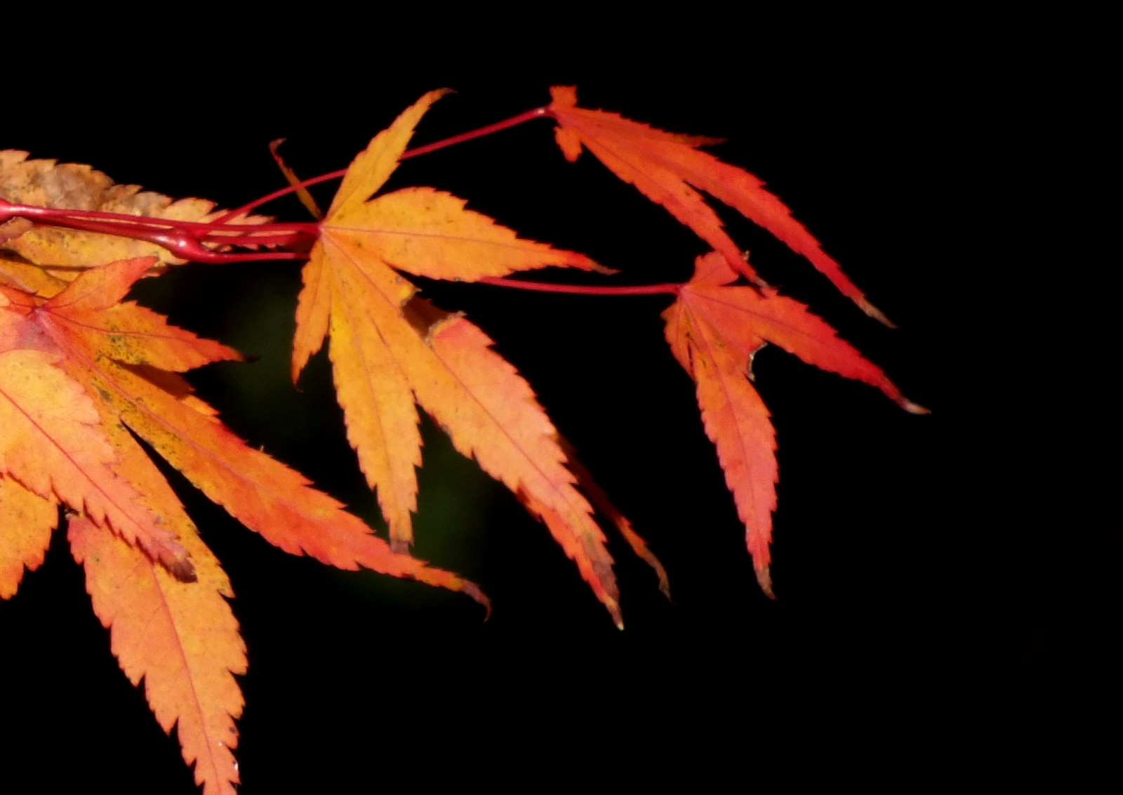 0160Leaves.jpg