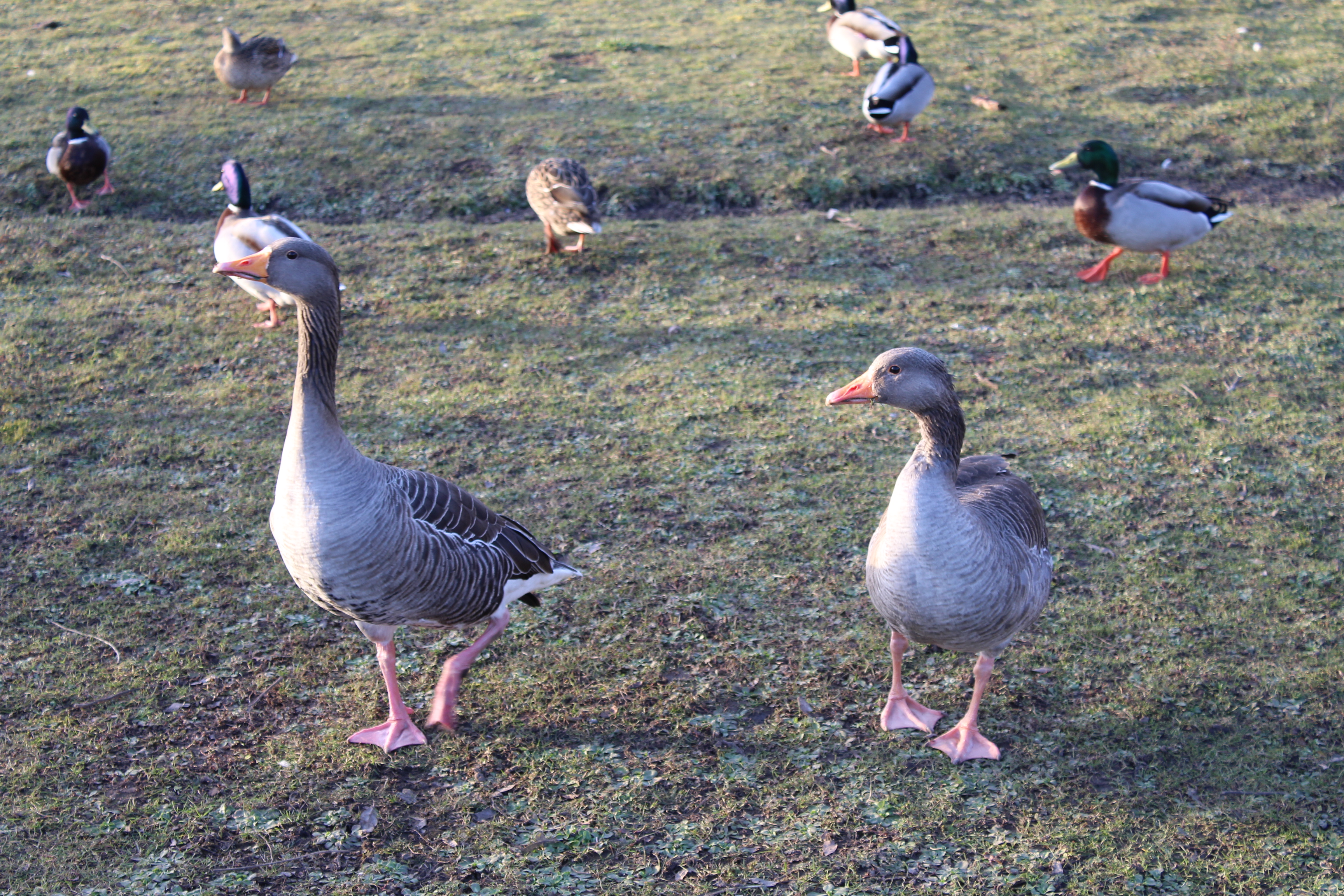 patos marrones.JPG