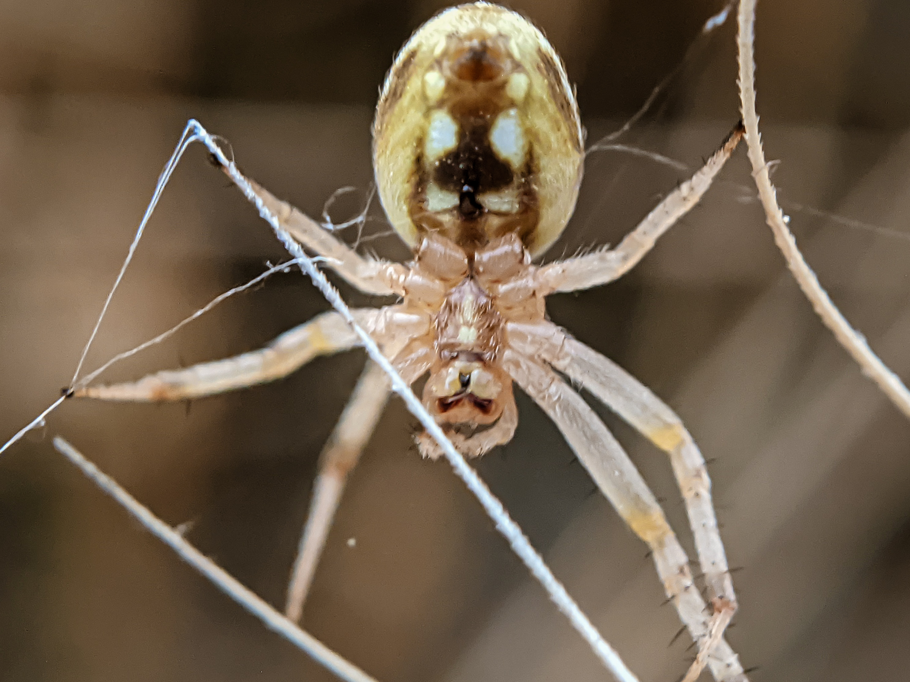 spider (14).jpg