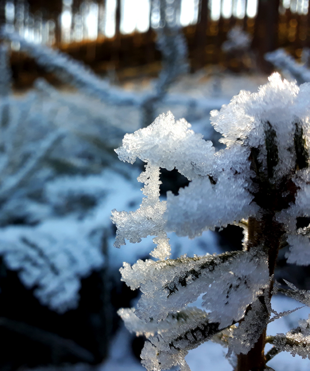 FROZEN-TREETOP.jpg