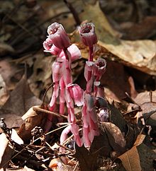 Red_indian_pipes.JPG