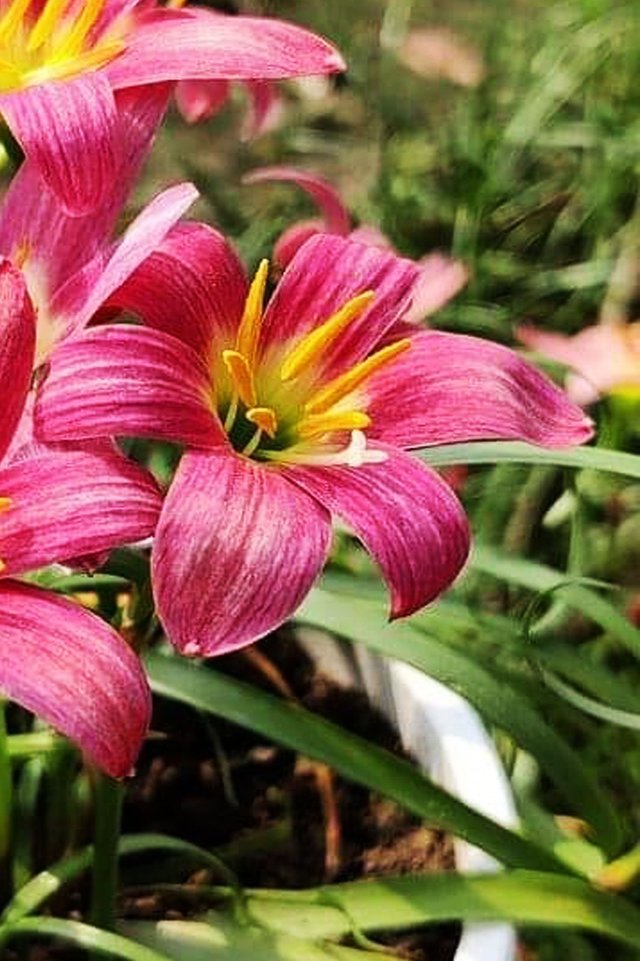 Large Anther Rain Lily 4.jpg