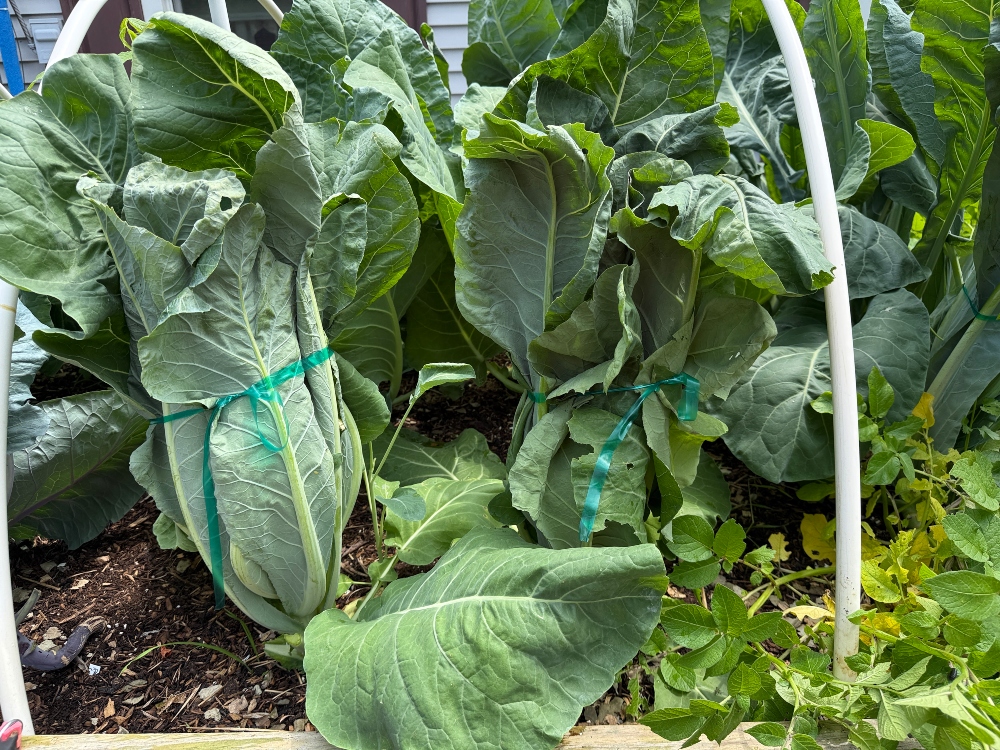 hivegarden-veggies-7.jpg