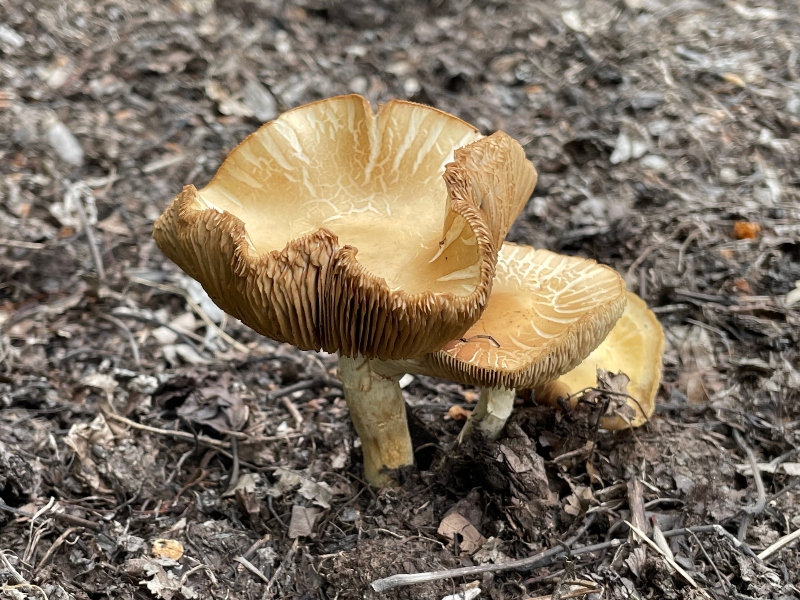 fungi friday -1.jpg