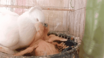 6d727d3a1218481289f3331d91201331.gif