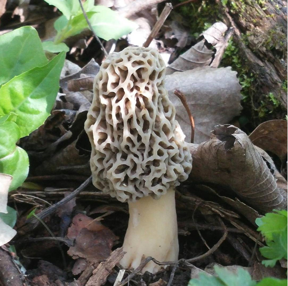 Morel.PNG