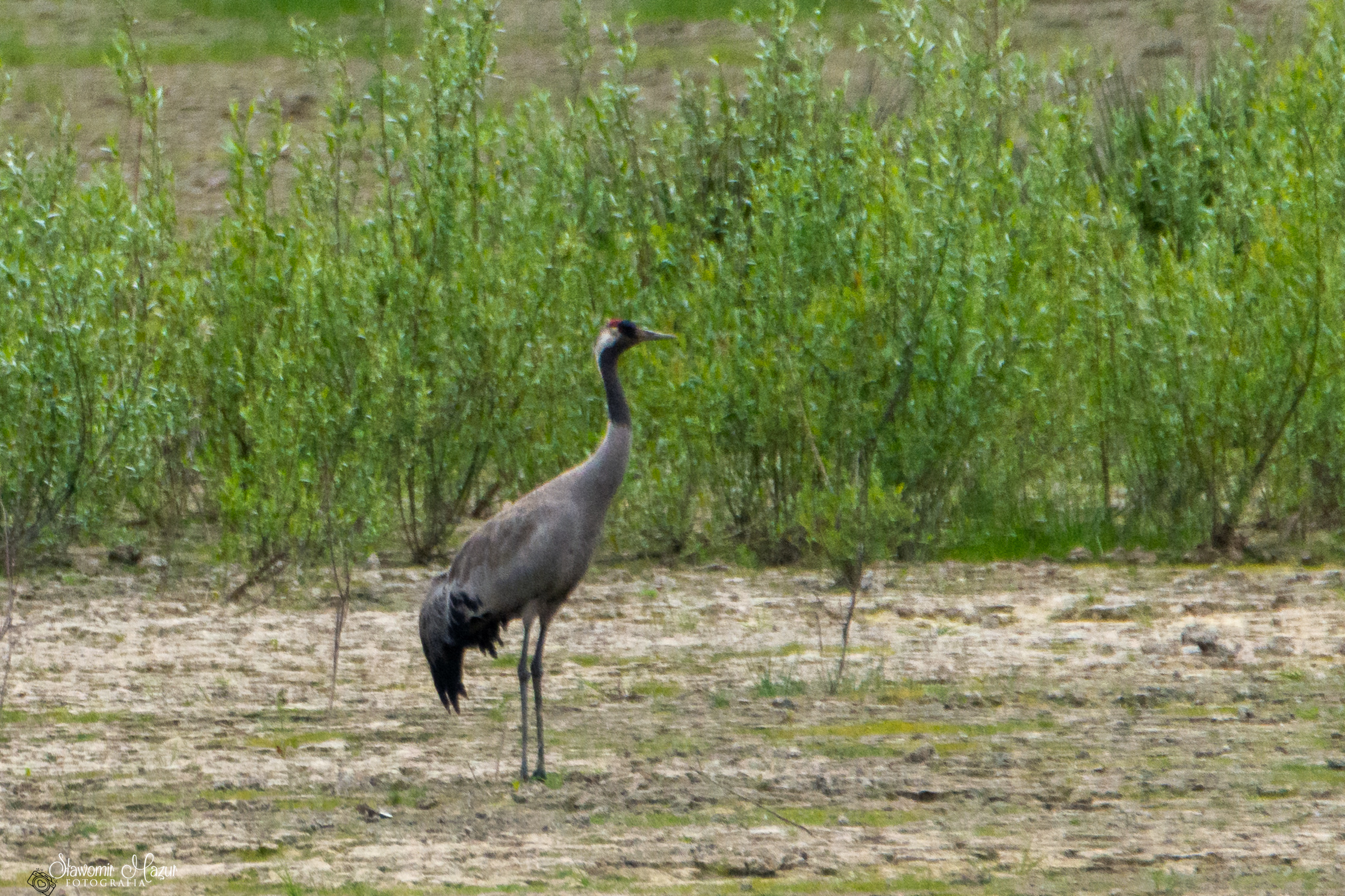 DSC_3742.jpg
