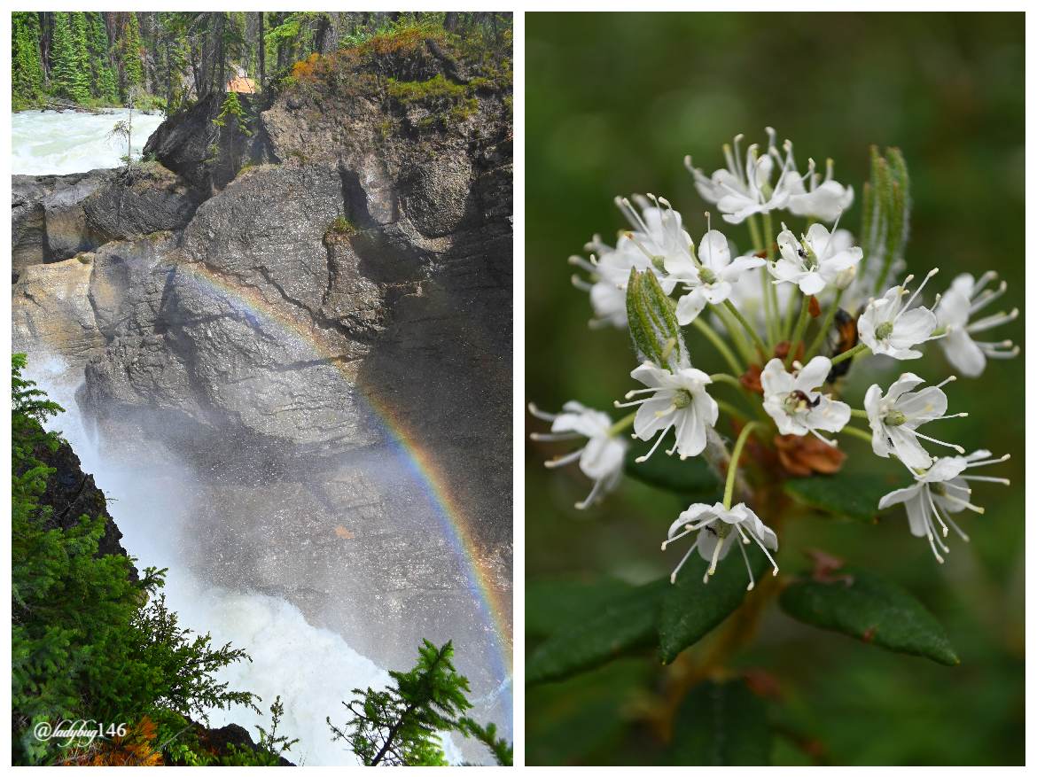 sunwapta falls (12).jpg