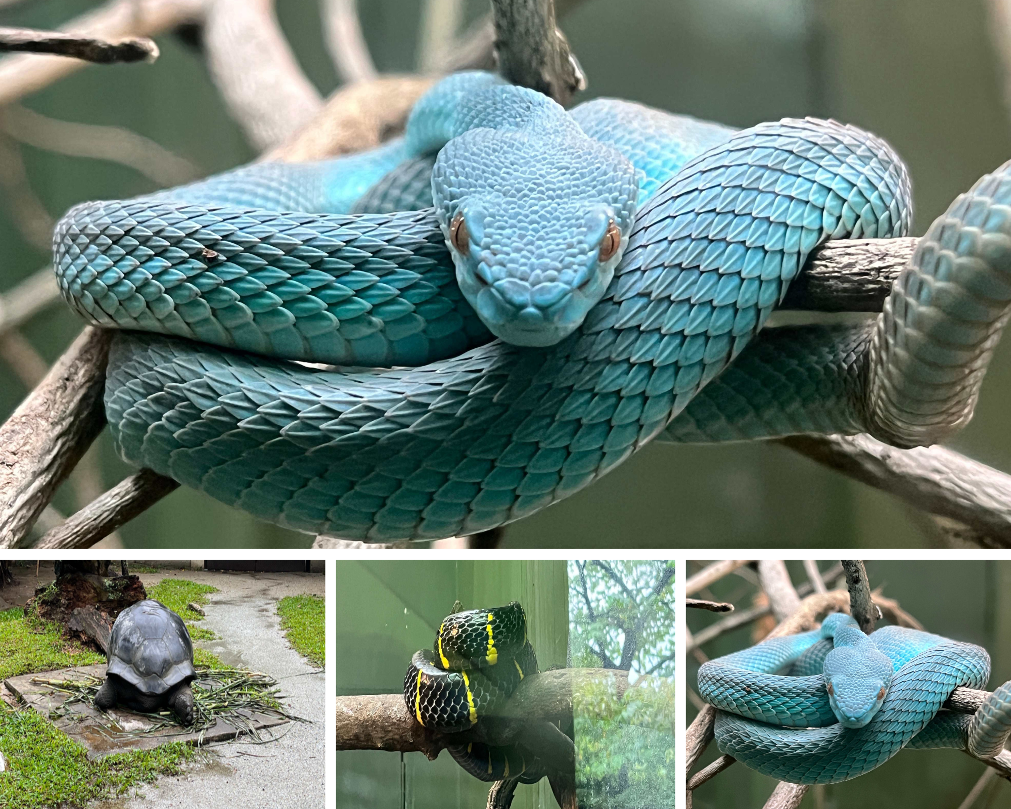 Untitled design (4).png