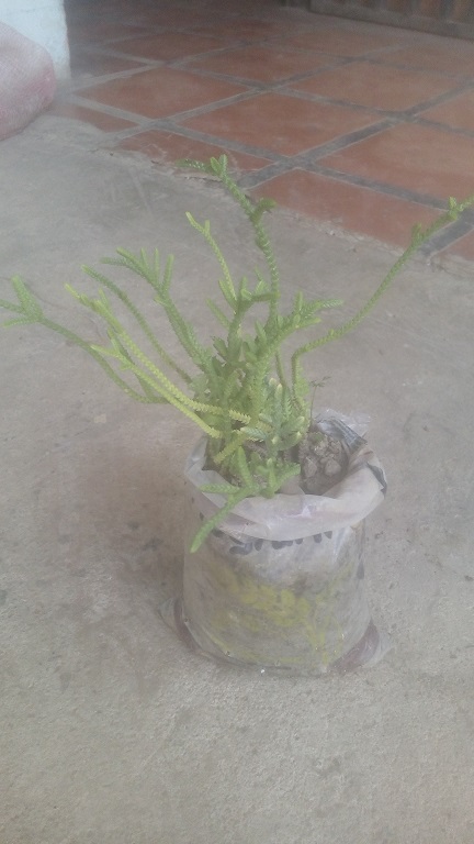 cactus largucho.jpg