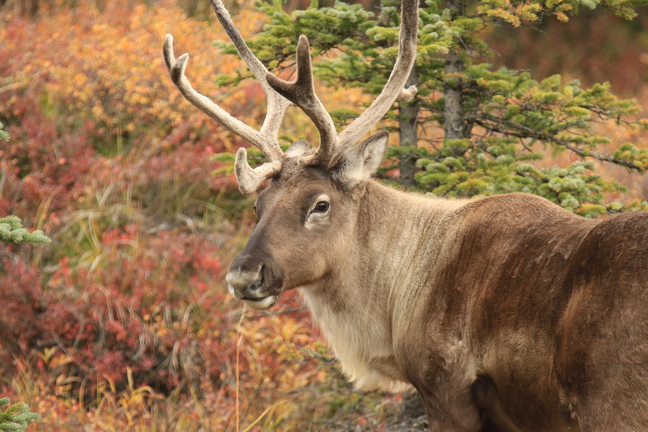 Caribou.jpg