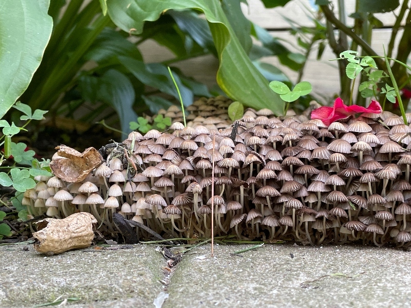 fungi-friday-mushrooms.jpg