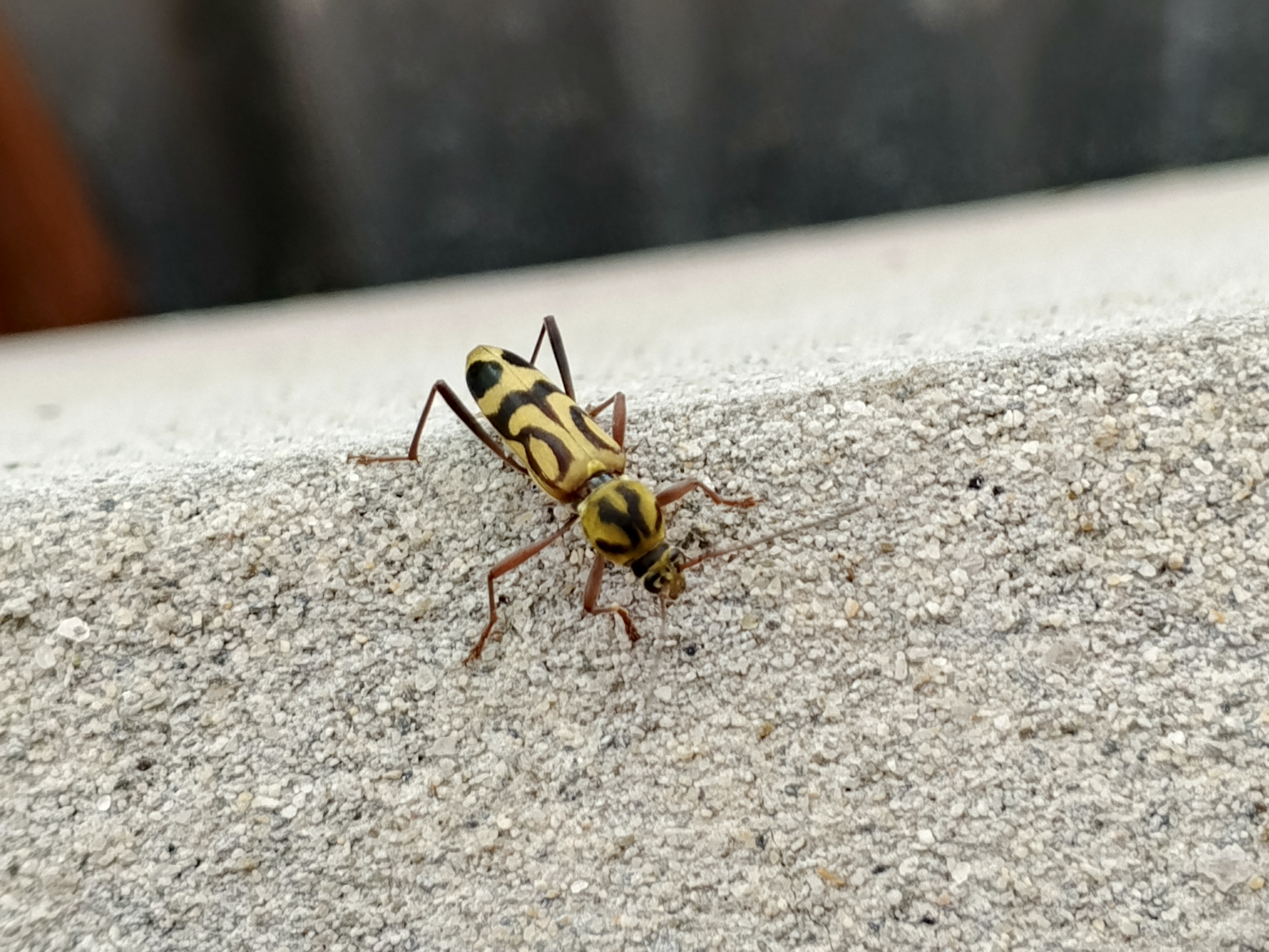 IMG_20250706_145516_947.jpg