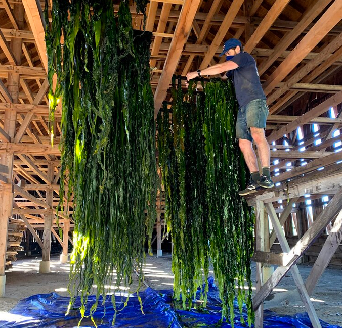 Kelp drying in a barn in New England, with a fellow, who is wearing shorts