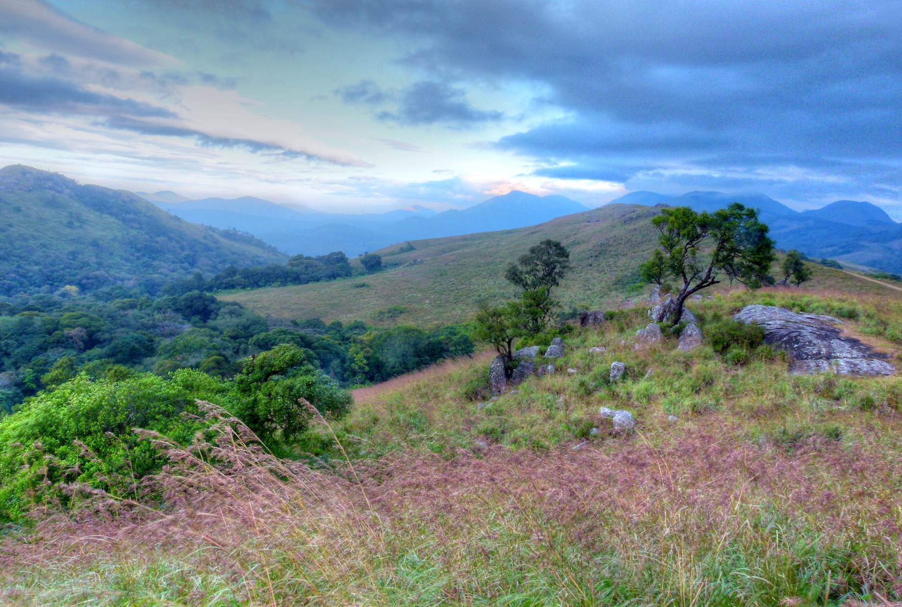 tropical thorn forest.jpg