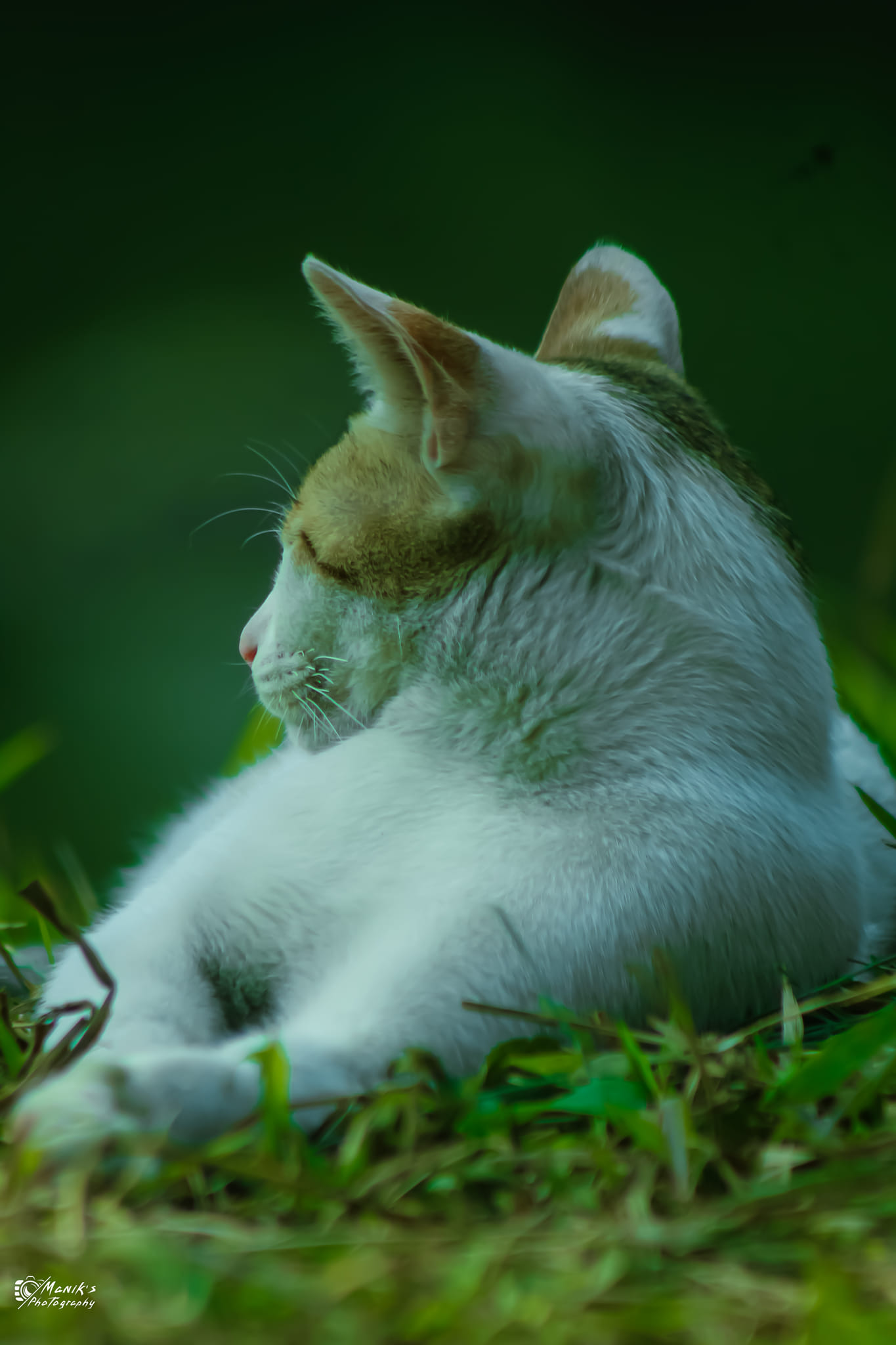 cat (4).jpg