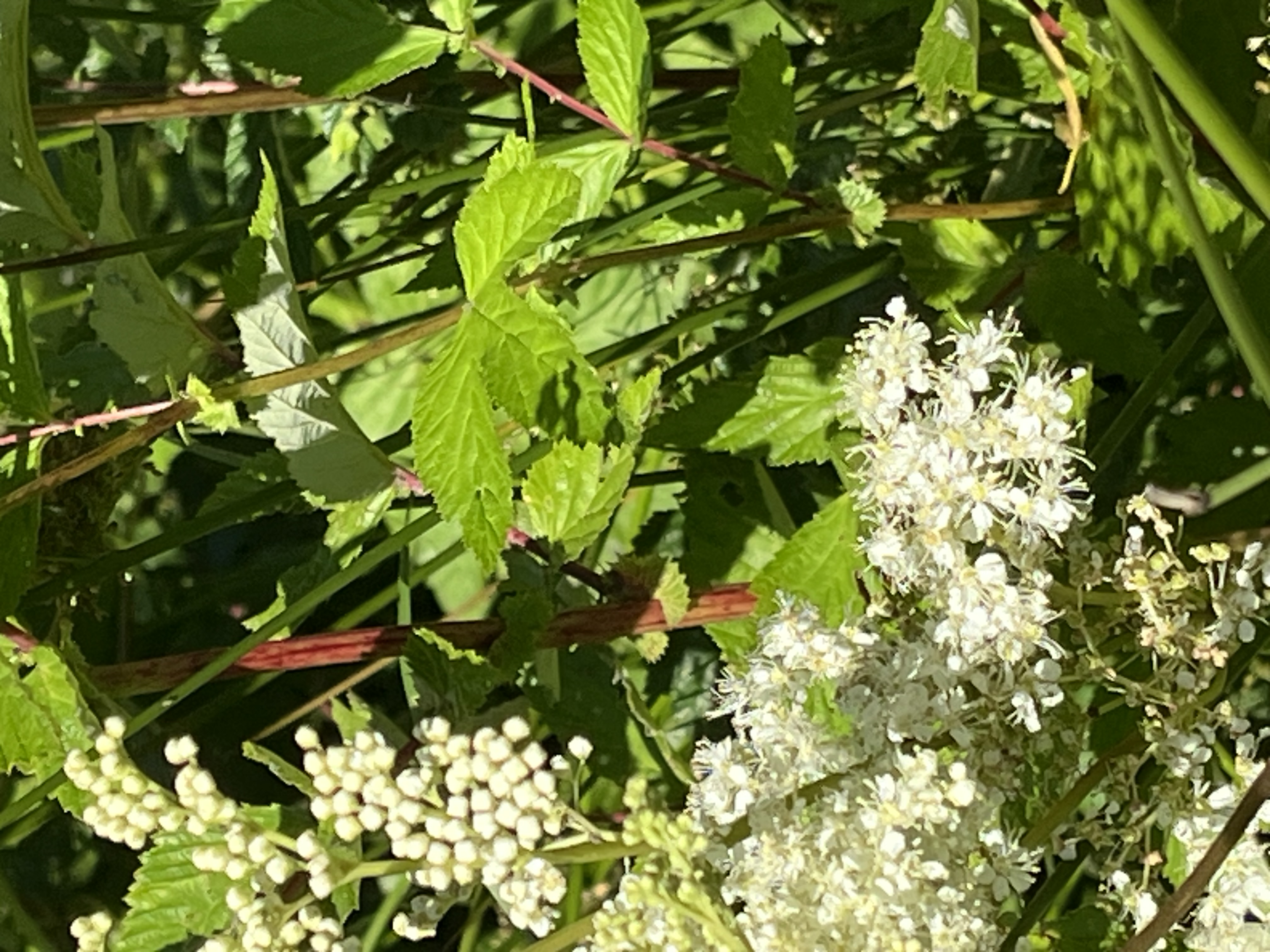 IMG_1502.jpeg